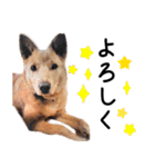 愛しい犬 タイガ（個別スタンプ：14）