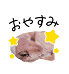 愛しい犬 タイガ（個別スタンプ：17）