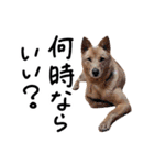 愛しい犬 タイガ（個別スタンプ：18）