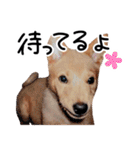 愛しい犬 タイガ（個別スタンプ：19）