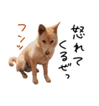 愛しい犬 タイガ（個別スタンプ：21）