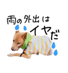 愛しい犬 タイガ（個別スタンプ：24）