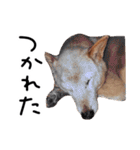 愛しい犬 タイガ（個別スタンプ：26）