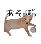 愛しい犬 タイガ（個別スタンプ：27）