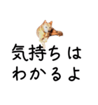 愛しい犬 タイガ（個別スタンプ：31）