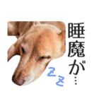 愛しい犬 タイガ（個別スタンプ：33）