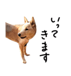 愛しい犬 タイガ（個別スタンプ：34）