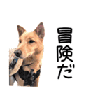 愛しい犬 タイガ（個別スタンプ：35）