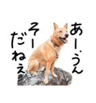 愛しい犬 タイガ（個別スタンプ：37）