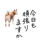 愛しい犬 タイガ（個別スタンプ：38）