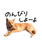 愛しい犬 タイガ（個別スタンプ：40）