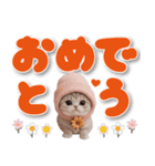 スコティッシュ猫 可愛い 相槌 デカ文字（個別スタンプ：17）