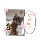 あずきの言葉（個別スタンプ：2）