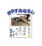 あずきの言葉（個別スタンプ：6）