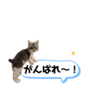 あずきの言葉（個別スタンプ：7）