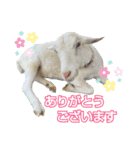 除草隊のかわいこちゃんすたんぴ♪（個別スタンプ：3）