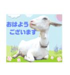除草隊のかわいこちゃんすたんぴ♪（個別スタンプ：11）