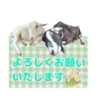 除草隊のかわいこちゃんすたんぴ♪（個別スタンプ：13）