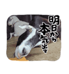 除草隊のかわいこちゃんすたんぴ♪（個別スタンプ：14）