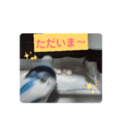 ついに動く！インコのりりちゃん（個別スタンプ：5）