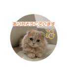 えれんの猫すたんぷ（個別スタンプ：2）