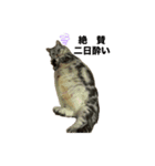 えれんの猫すたんぷ（個別スタンプ：8）