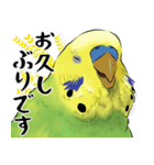 セキセイインコの普段使い 第2弾（個別スタンプ：1）