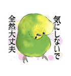 セキセイインコの普段使い 第2弾（個別スタンプ：12）