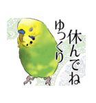 セキセイインコの普段使い 第2弾（個別スタンプ：13）