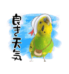 セキセイインコの普段使い 第2弾（個別スタンプ：20）