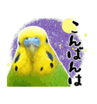 セキセイインコの普段使い 第2弾（個別スタンプ：21）