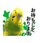 セキセイインコの普段使い 第2弾（個別スタンプ：22）