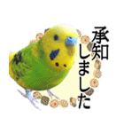 セキセイインコの普段使い 第2弾（個別スタンプ：24）