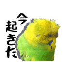 セキセイインコの普段使い 第2弾（個別スタンプ：28）