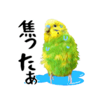 セキセイインコの普段使い 第2弾（個別スタンプ：33）