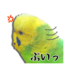 セキセイインコの普段使い 第2弾（個別スタンプ：36）