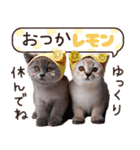 ねこさん♡毎日使える【秋冬】（個別スタンプ：8）