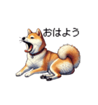 【ドット絵】柴犬40セット（個別スタンプ：1）