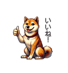 【ドット絵】柴犬40セット（個別スタンプ：11）