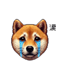 【ドット絵】柴犬40セット（個別スタンプ：12）