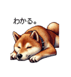 【ドット絵】柴犬40セット（個別スタンプ：24）