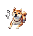 【ドット絵】柴犬40セット（個別スタンプ：29）