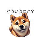 【ドット絵】柴犬40セット（個別スタンプ：31）