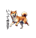 【ドット絵】柴犬40セット（個別スタンプ：37）