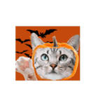 ハロウィンの動くマンチカン猫スタンプ！（個別スタンプ：11）