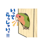 コザクラインコ好きスタンプ1（個別スタンプ：20）