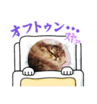 なんだかなニャンズ②（個別スタンプ：2）