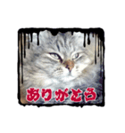 なんだかなニャンズ②（個別スタンプ：3）