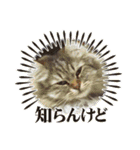 なんだかなニャンズ②（個別スタンプ：6）