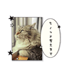 なんだかなニャンズ②（個別スタンプ：12）